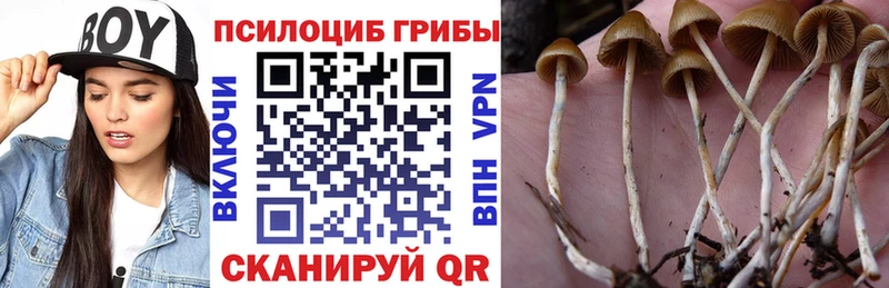 mega онион  хочу   Заозёрск  Галлюциногенные грибы Psilocybine cubensis 